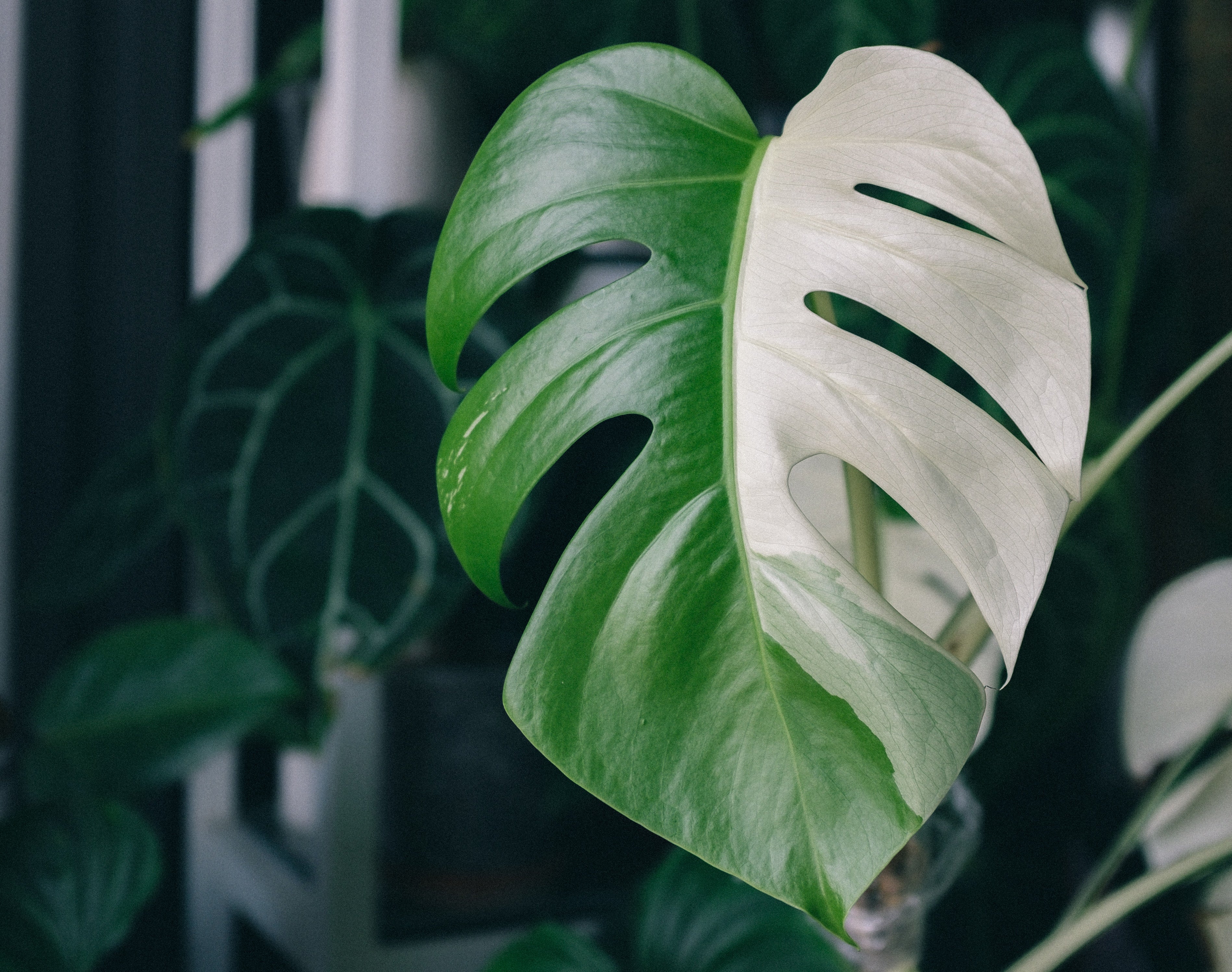 Monstera variegata braune Flecken - was tun?  Foliage Dreams
