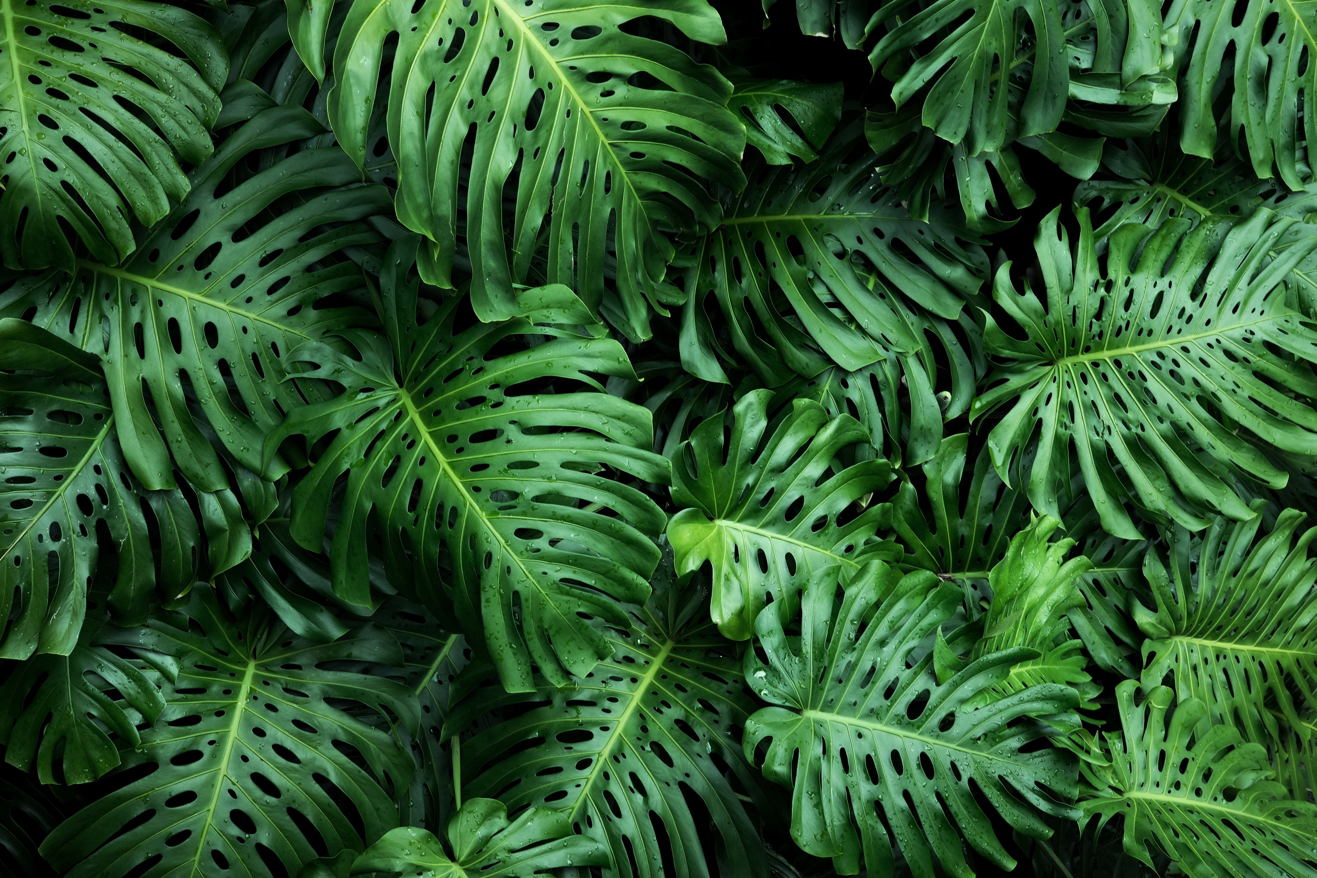 monstera monkey leaf im wasser Monstera mit Löchern (Monkey Leaf-stehend) kaufen main image 1