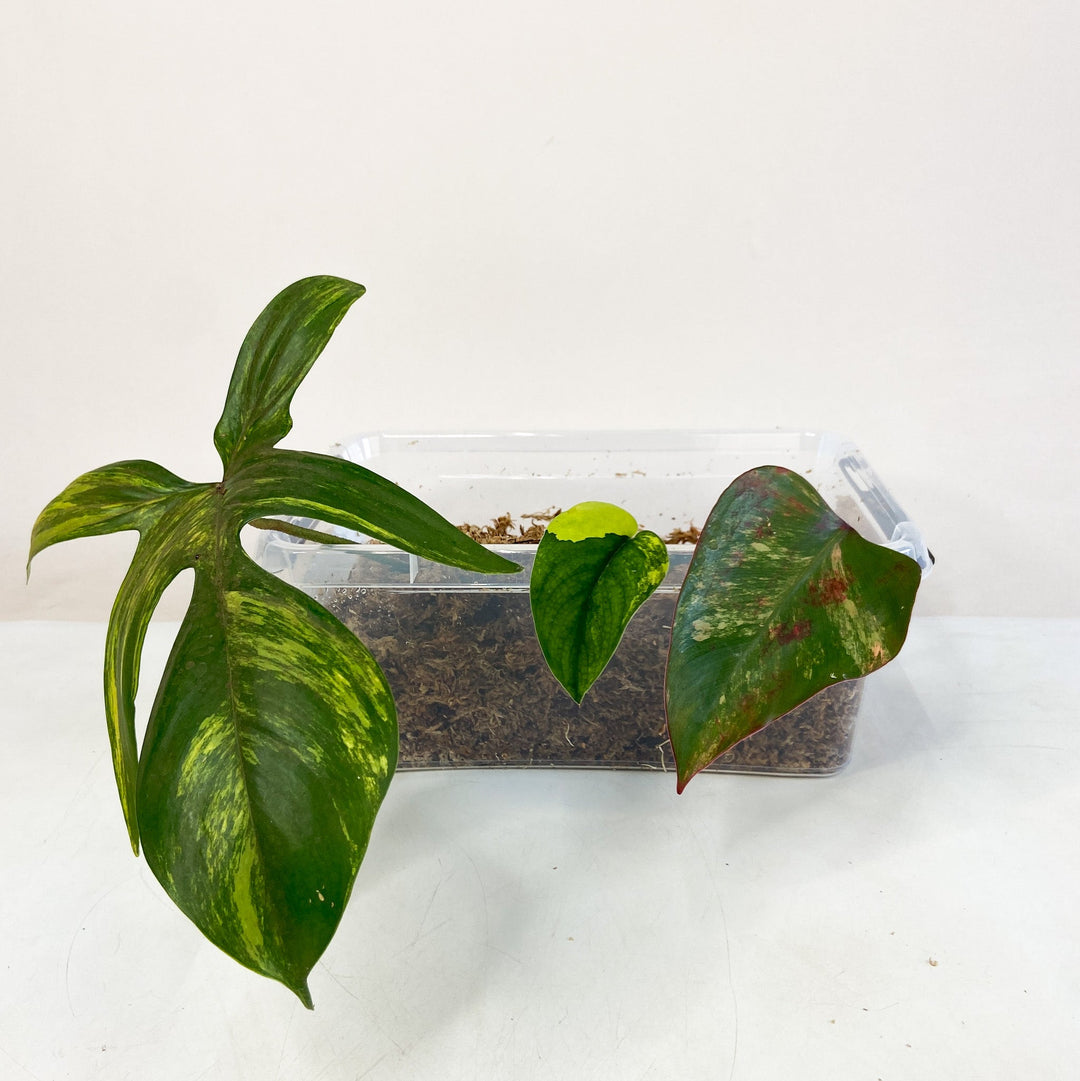 Ableger Box 1x Philodendron Florida Beauty; 1x Philodendron Strawberry Shake; 1x Scindapsus Pictus Jade Satin Variegata Foliage Dreams