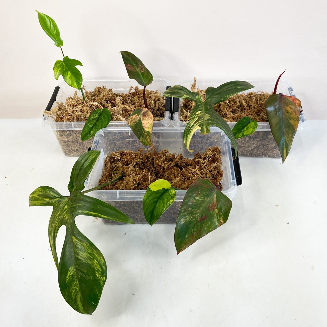 Ableger Box 1x Philodendron Florida Beauty; 1x Philodendron Strawberry Shake; 1x Scindapsus Pictus Jade Satin Variegata Foliage Dreams