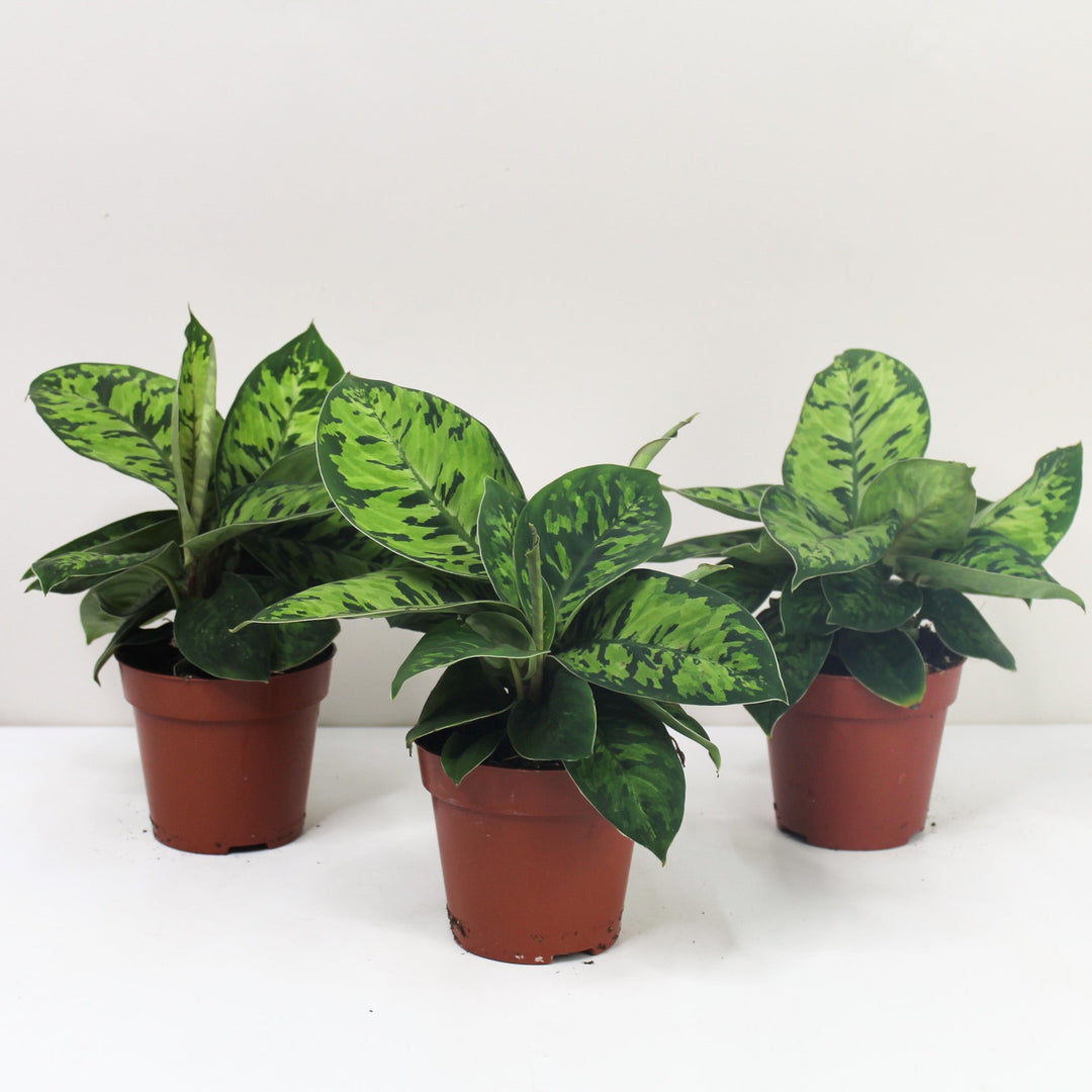 Adelomena Camouflage Foliage Dreams