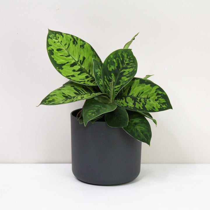 Adelomena Camouflage Foliage Dreams