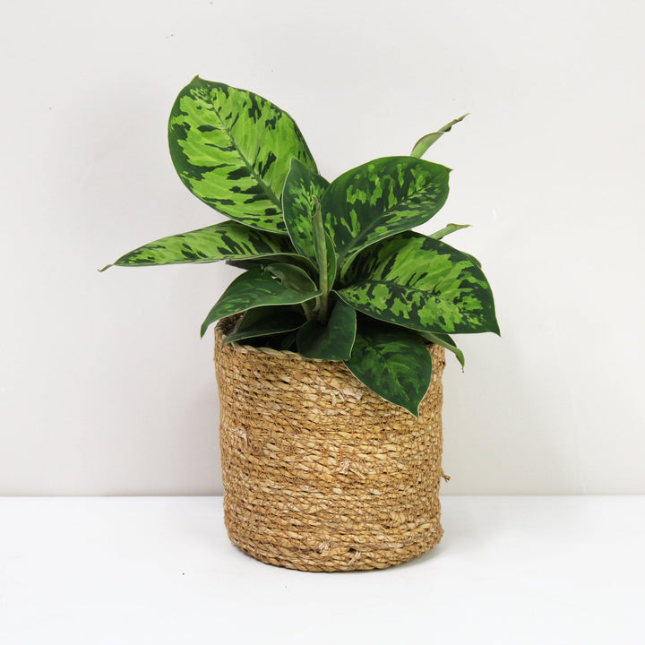 Adelomena Camouflage Foliage Dreams