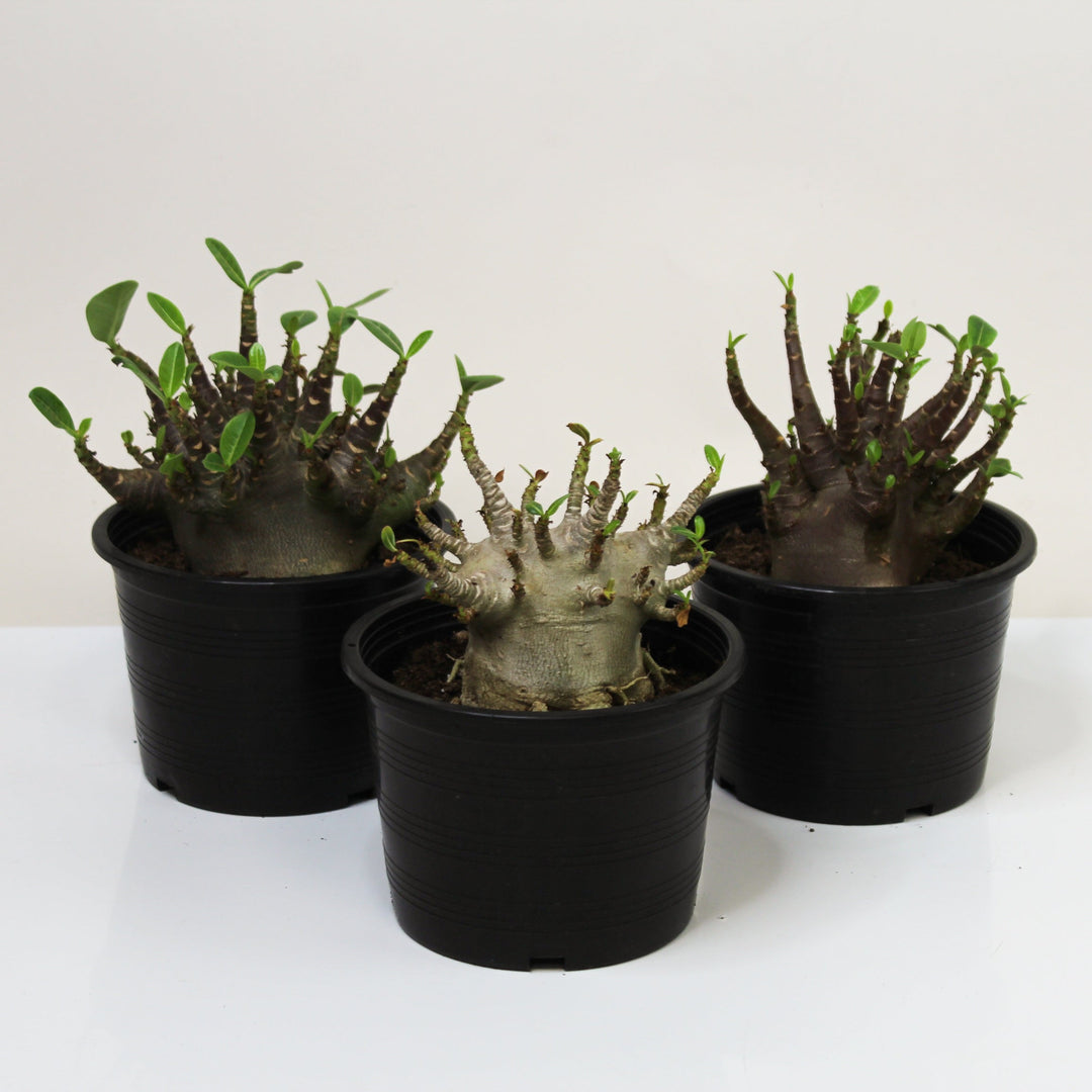 Adenium baobab Foliage Dreams