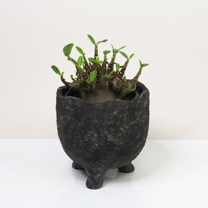 Adenium baobab L Foliage Dreams