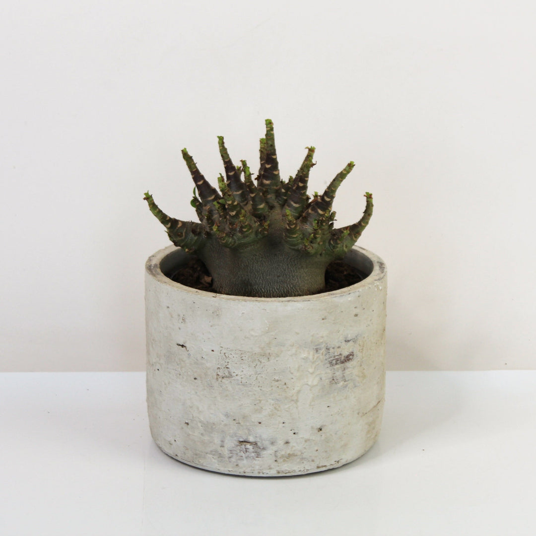 Adenium baobab L Foliage Dreams