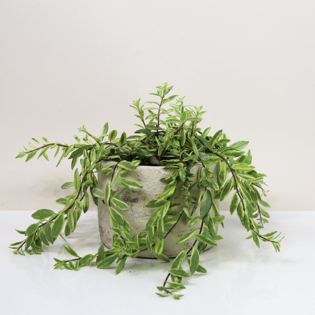 Aeschynanthus 'Bolero Bicolor' Foliage Dreams