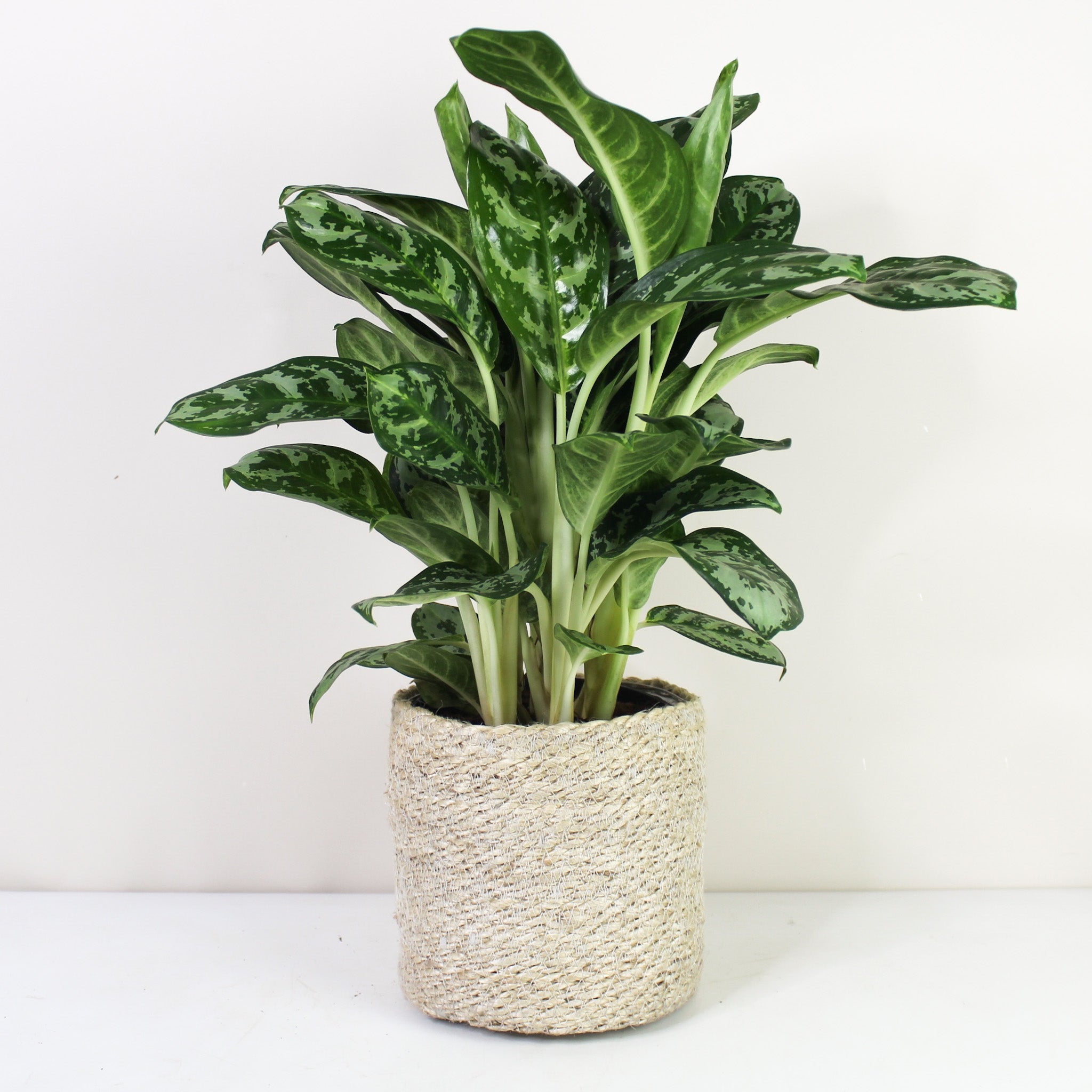 Aglaonema Plante Artificielle En Pot H 37 Cm Très Dense