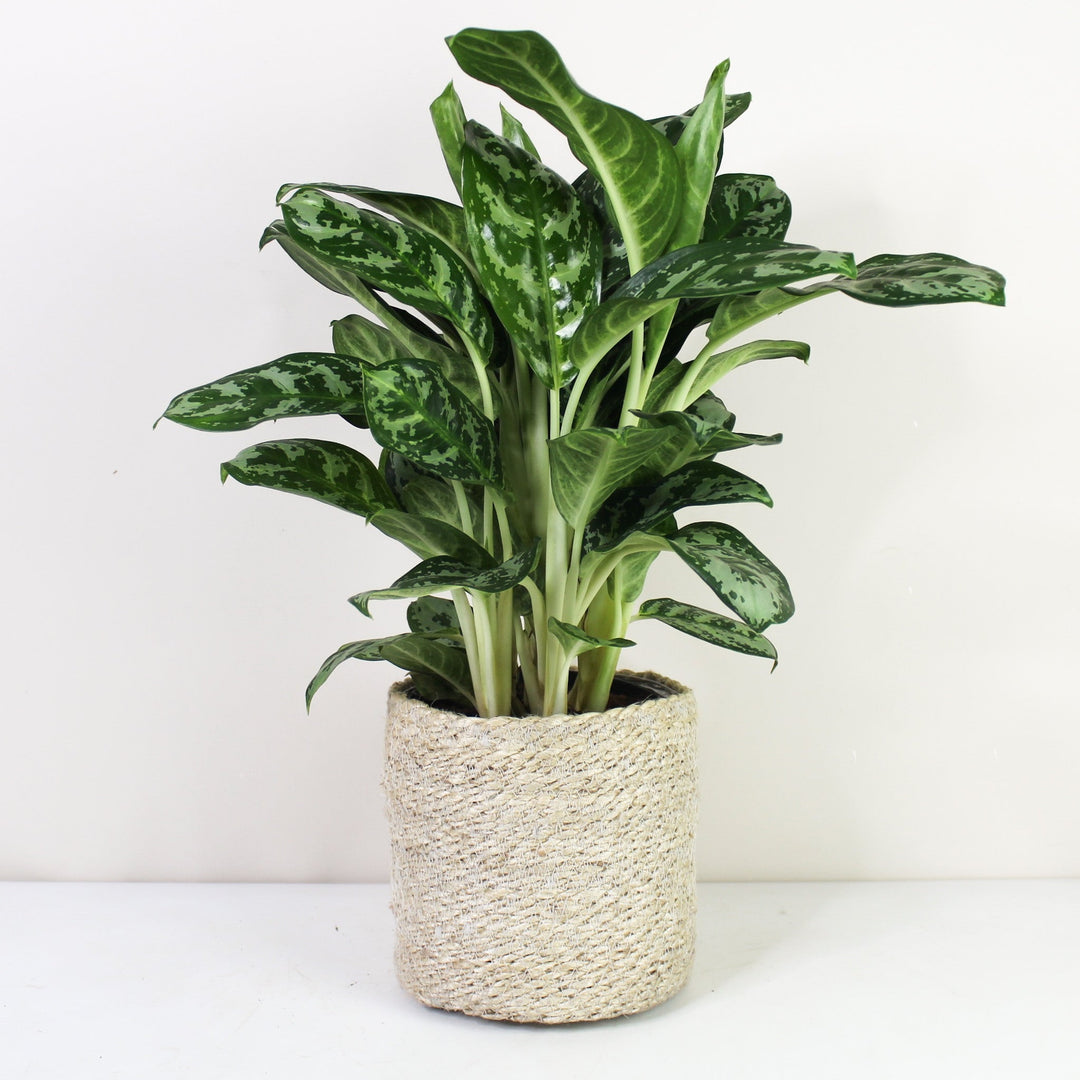 Aglaonema Amazon Silver L Foliage Dreams