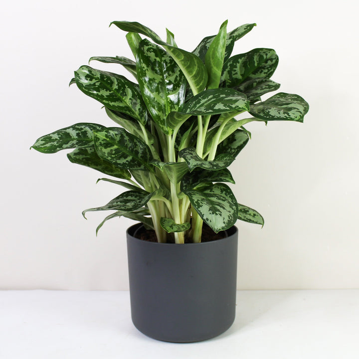 Aglaonema Amazon Silver L Foliage Dreams