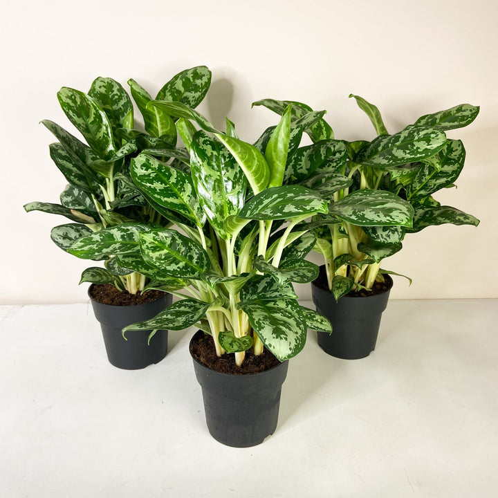 Aglaonema Amazon Silver L Foliage Dreams