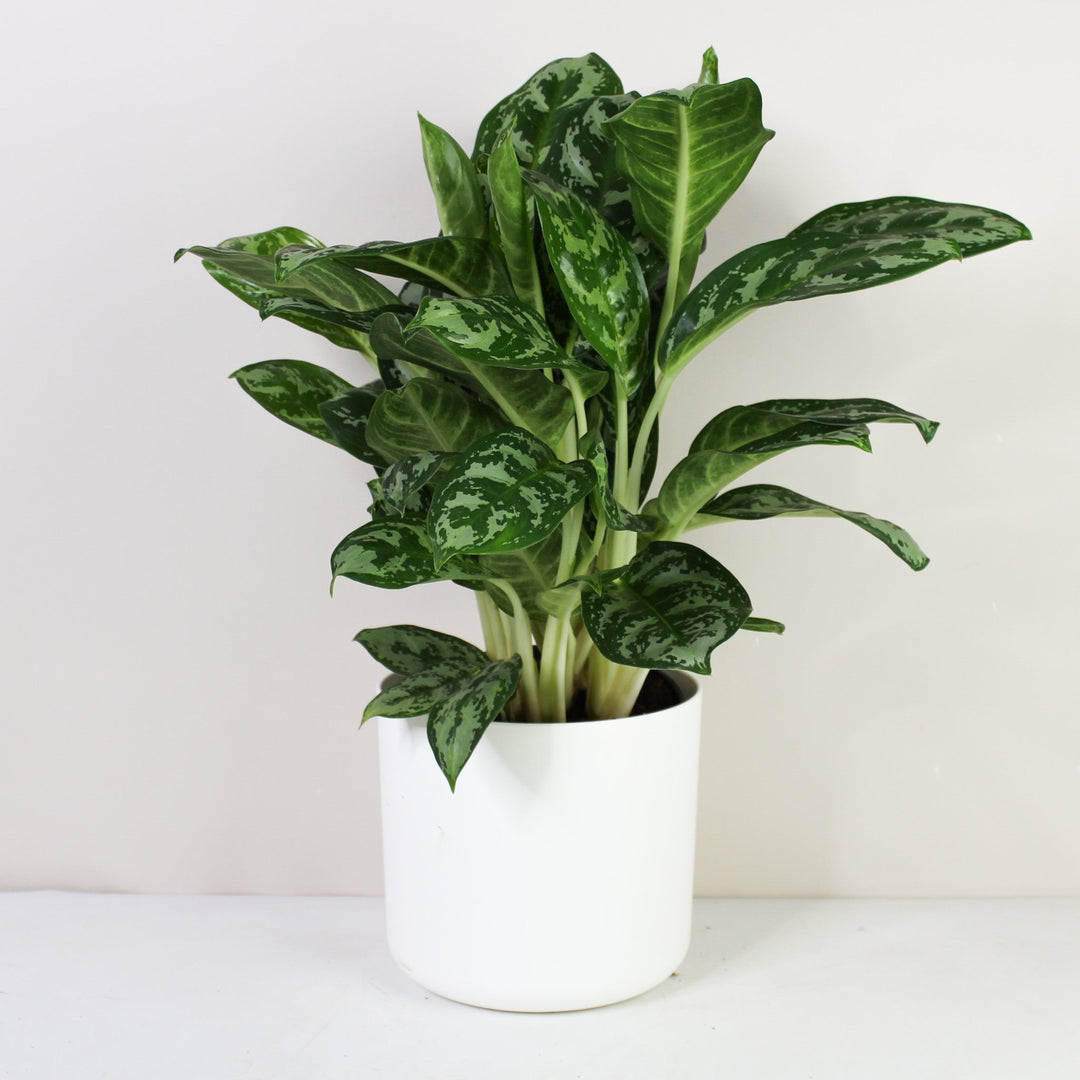 Aglaonema Amazon Silver L Foliage Dreams