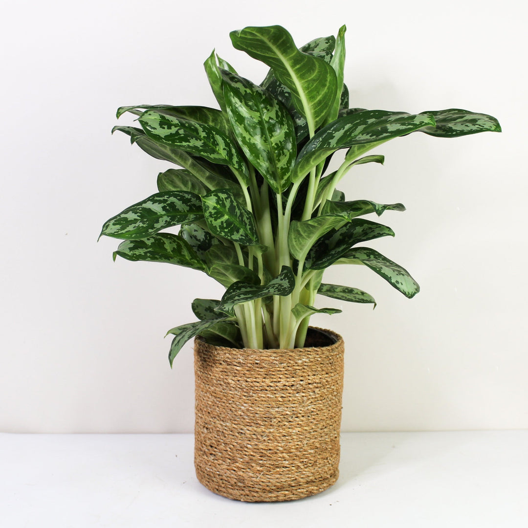 Aglaonema Amazon Silver L Foliage Dreams
