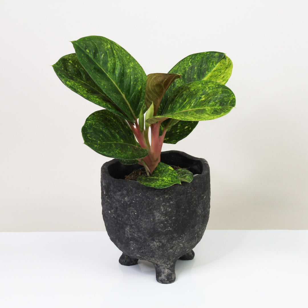 Aglaonema Apple Green Foliage Dreams