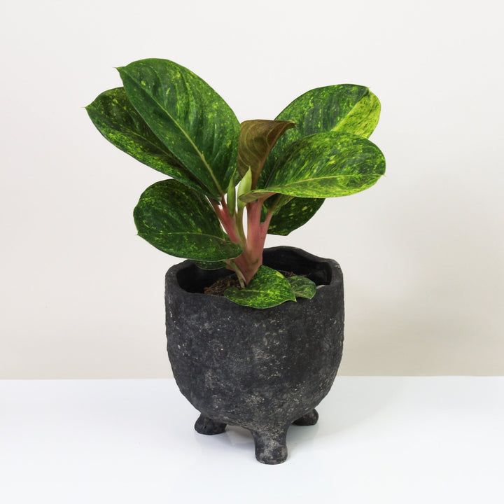 Aglaonema Apple Green Foliage Dreams