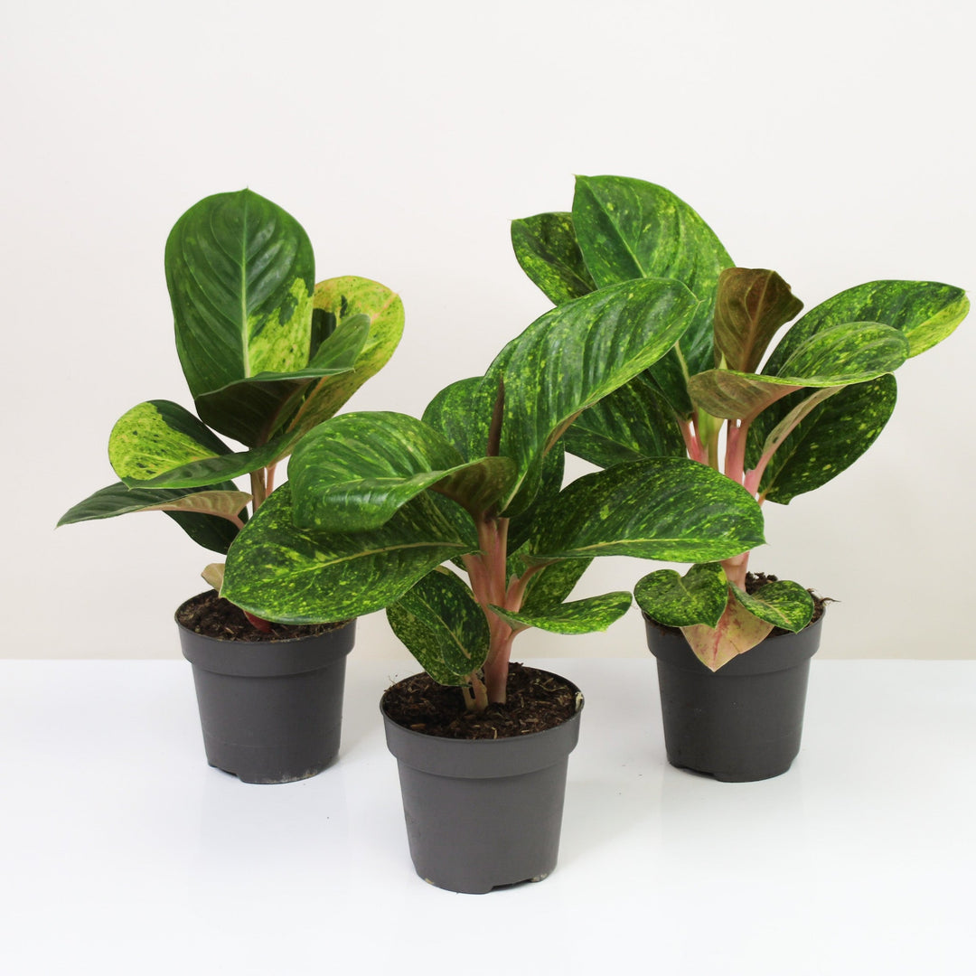 Aglaonema Apple Green Foliage Dreams