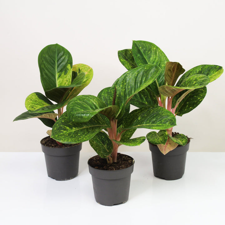 Aglaonema Apple Green Foliage Dreams