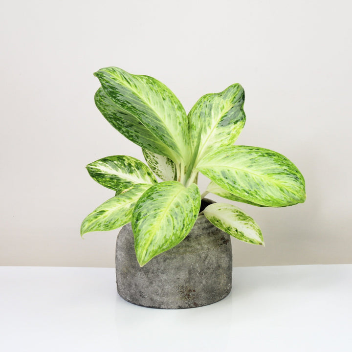 Aglaonema Arctic Lime Foliage Dreams
