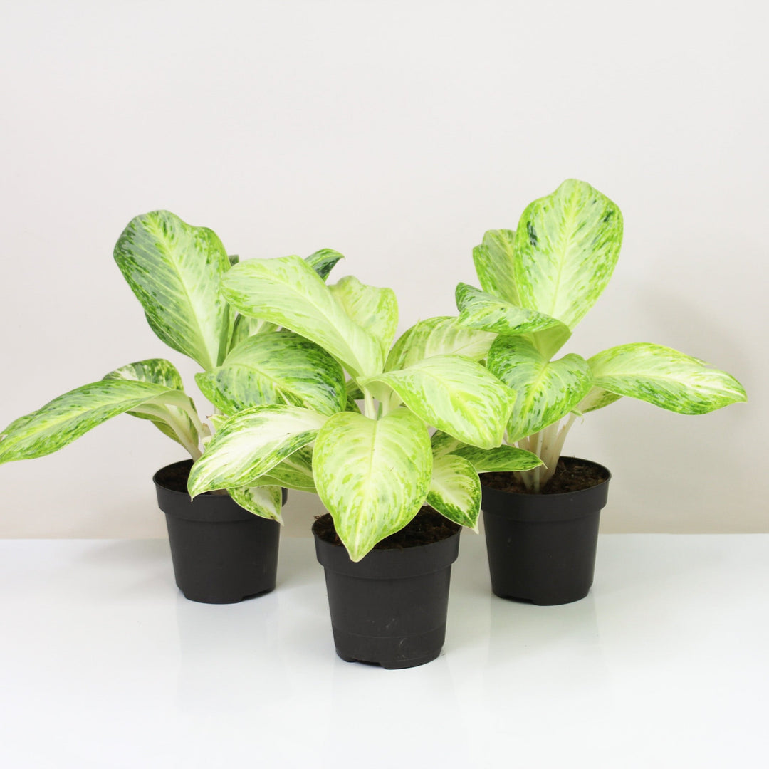 Aglaonema Arctic Lime Foliage Dreams