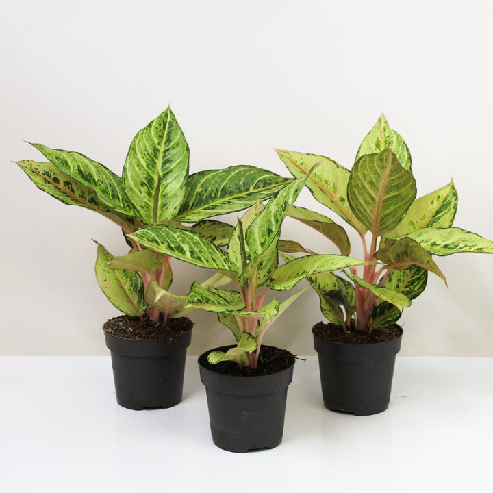 Aglaonema Chartreuse Pretty Foliage Dreams