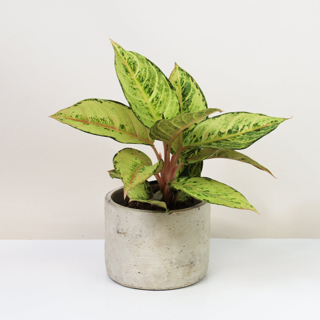 Aglaonema Chartreuse Pretty Foliage Dreams