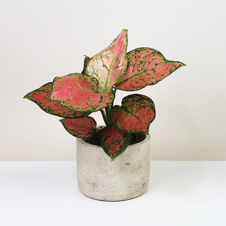 Aglaonema Crimson Love Foliage Dreams