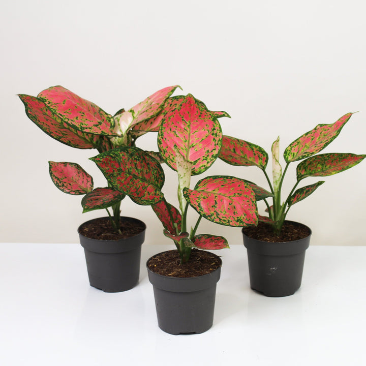Aglaonema Crimson Love Foliage Dreams