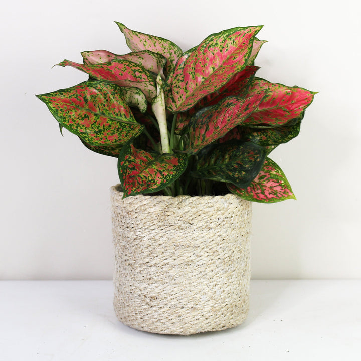 Aglaonema Crimson Love L Foliage Dreams