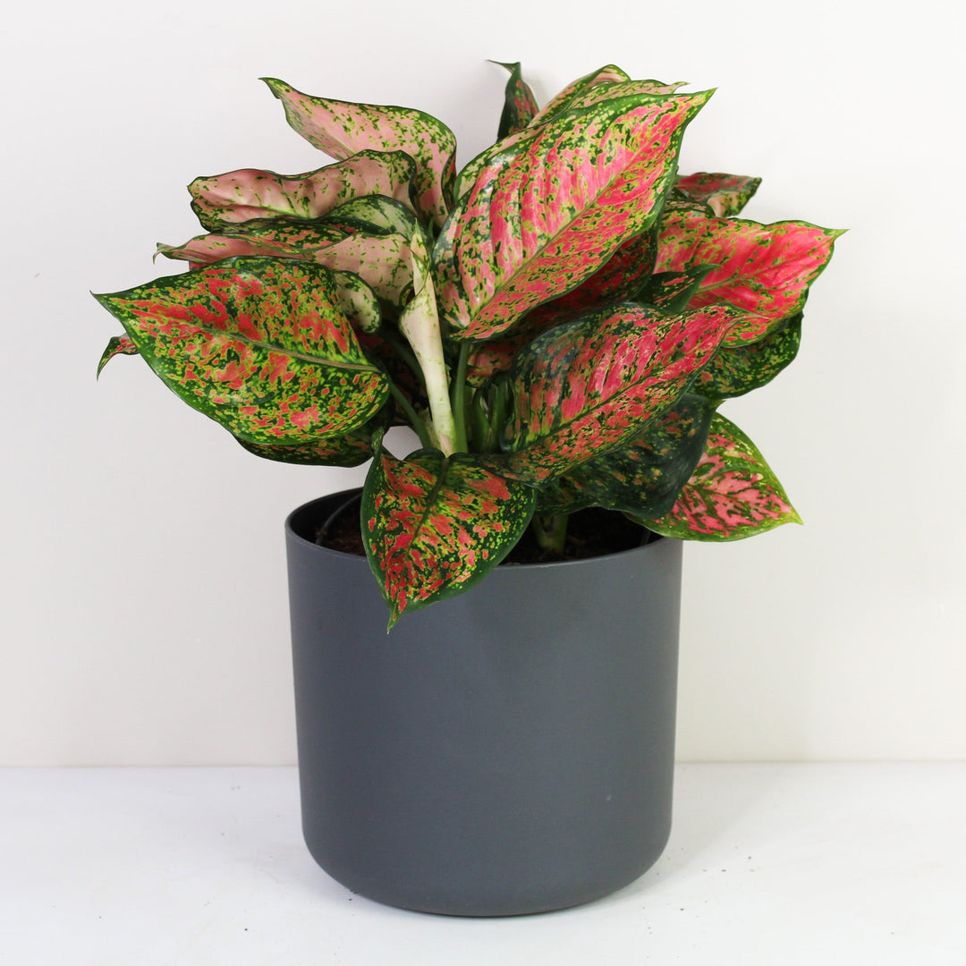 Aglaonema Crimson Love L Foliage Dreams