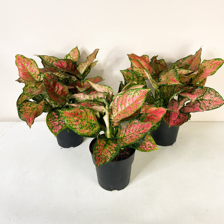 Aglaonema Crimson Love L Foliage Dreams
