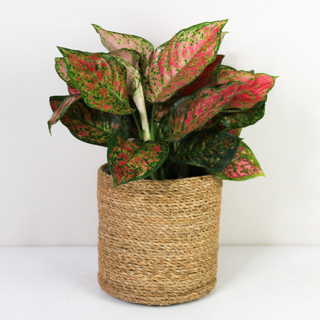 Aglaonema Crimson Love L Foliage Dreams