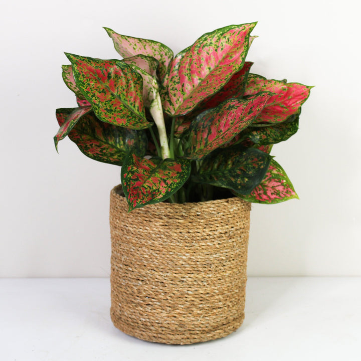 Aglaonema Crimson Love L Foliage Dreams