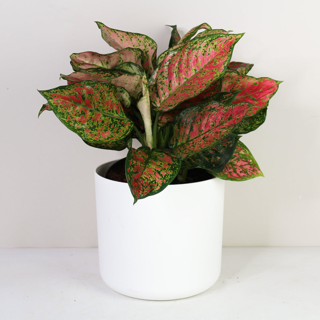 Aglaonema Crimson Love L Foliage Dreams