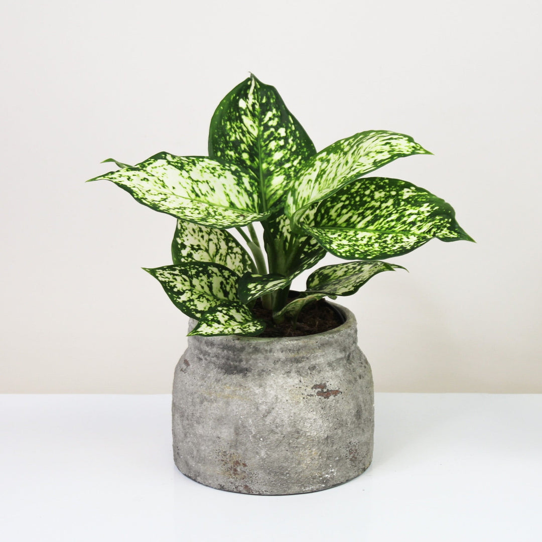 Aglaonema Ivory Shade Foliage Dreams