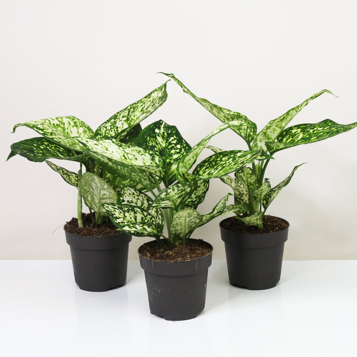 Aglaonema Ivory Shade Foliage Dreams