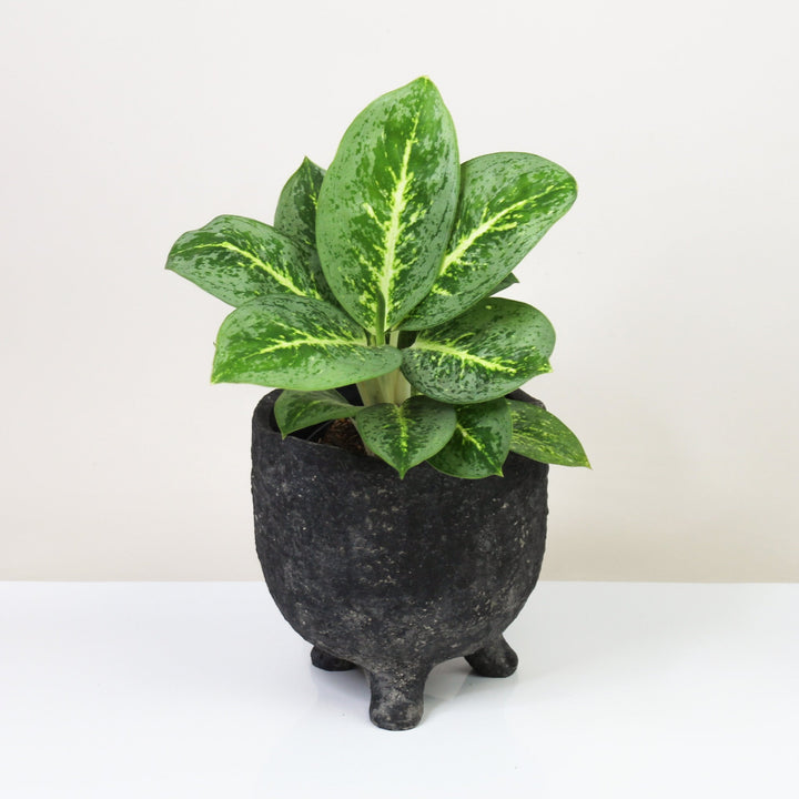 Aglaonema Lemon Mint Foliage Dreams