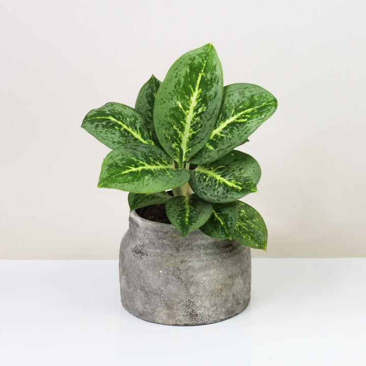 Aglaonema Lemon Mint Foliage Dreams