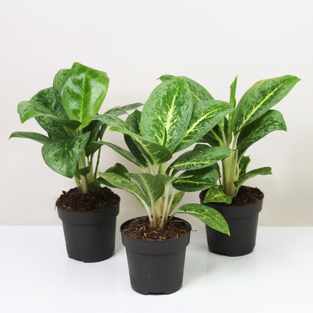 Aglaonema Lemon Mint Foliage Dreams