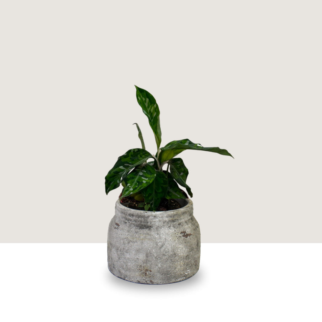 Aglaonema Pictum Tricolor Foliage Dreams