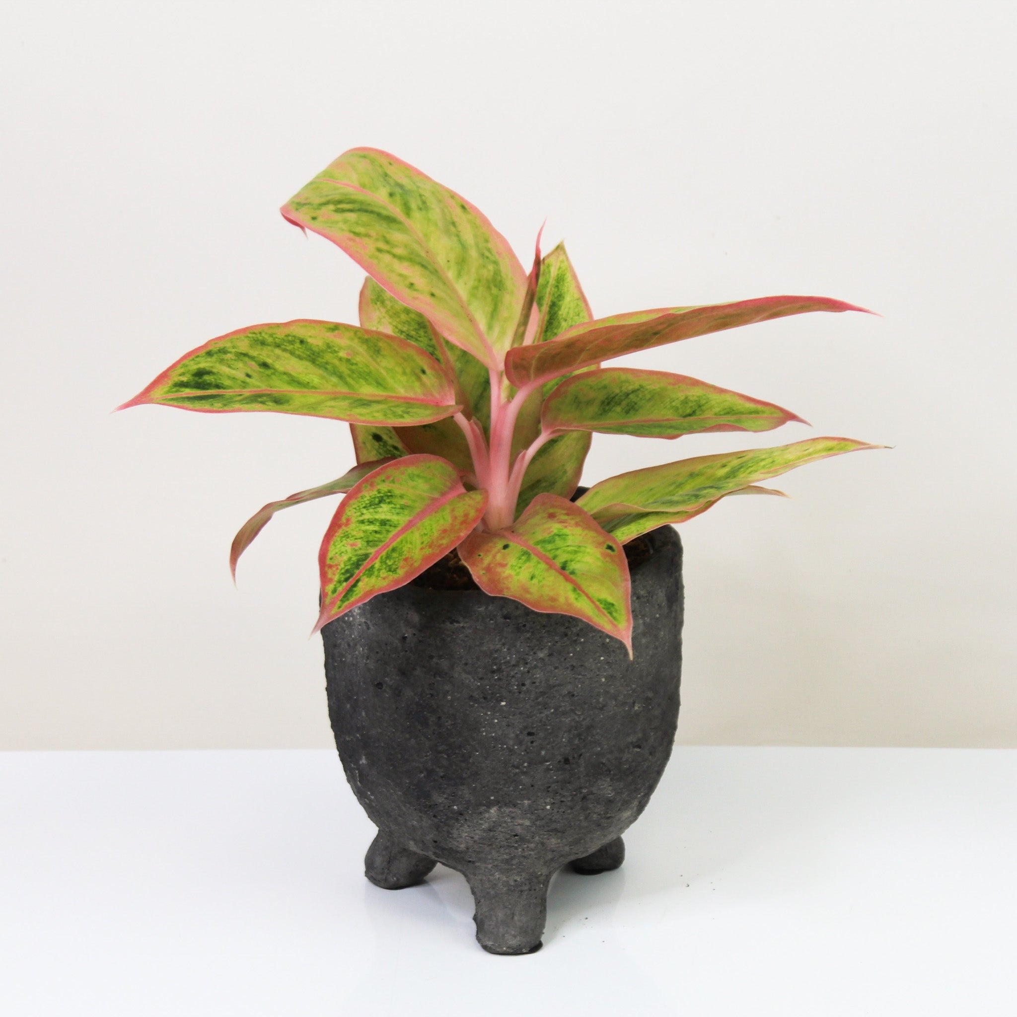 aglaonema salmon fantasy Aglaonema Salmon Fantasy – Foliage Dreams