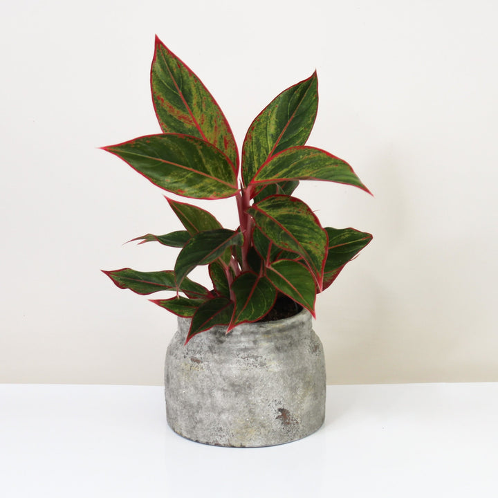 Aglaonema siam aurora (red Aglaonema) Foliage Dreams