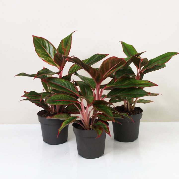 Aglaonema siam aurora (red Aglaonema) Foliage Dreams