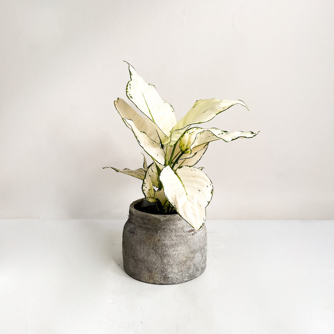Aglaonema White Joy Foliage Dreams