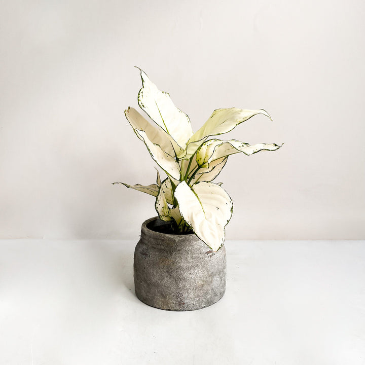 Aglaonema White Joy Foliage Dreams