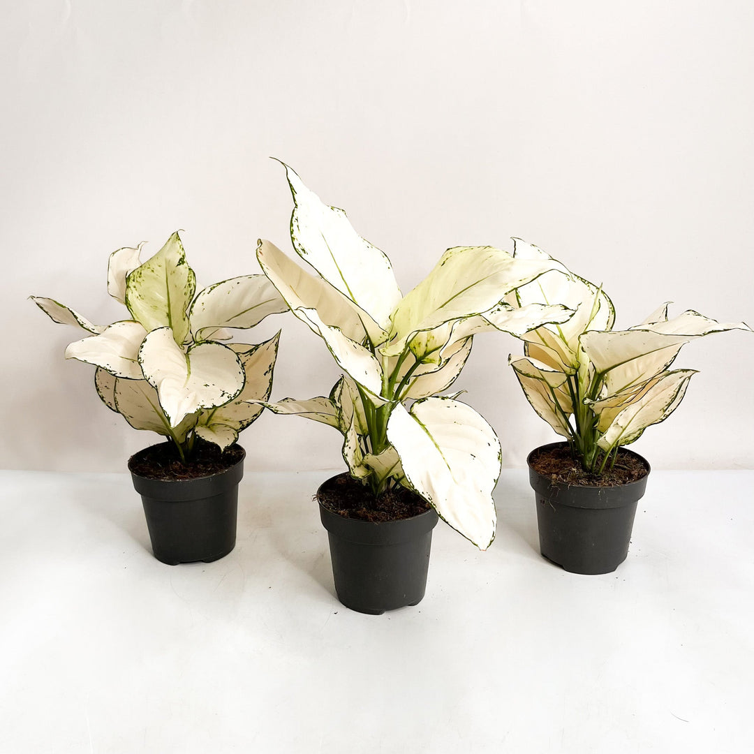 Aglaonema White Joy Foliage Dreams