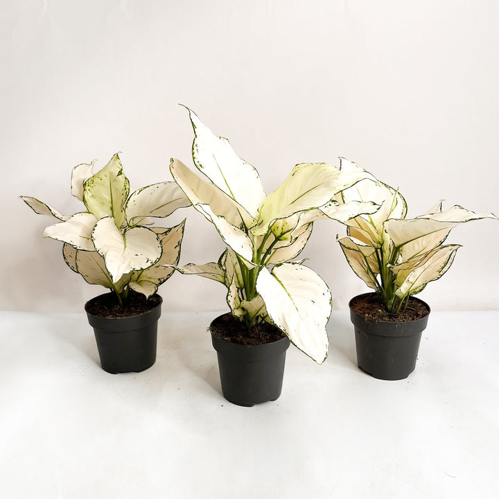 Aglaonema White Joy Foliage Dreams