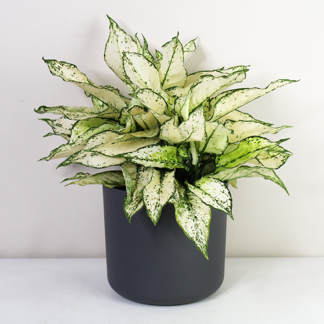 Aglaonema White Kiwi L Foliage Dreams