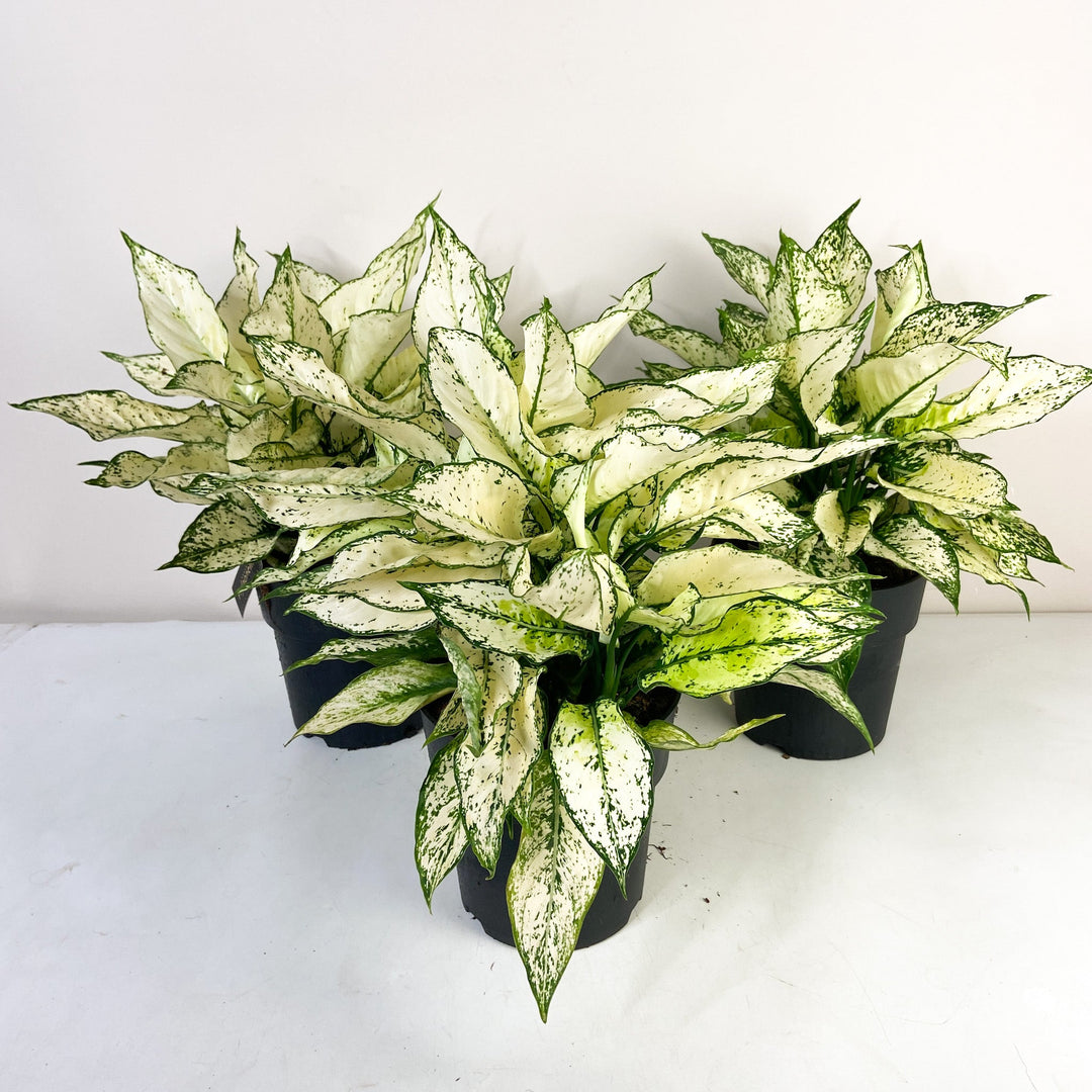 Aglaonema White Kiwi L Foliage Dreams
