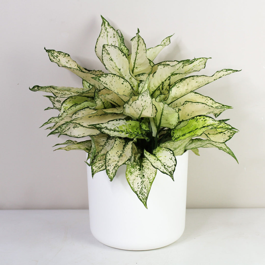 Aglaonema White Kiwi L Foliage Dreams
