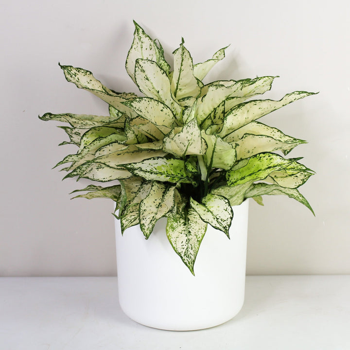 Aglaonema White Kiwi L Foliage Dreams